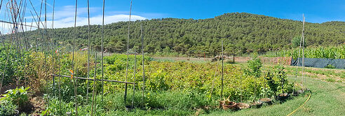 Plantando cebollas, coles y acelgas