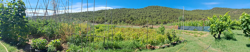 Plantando cebollas, coles y acelgas